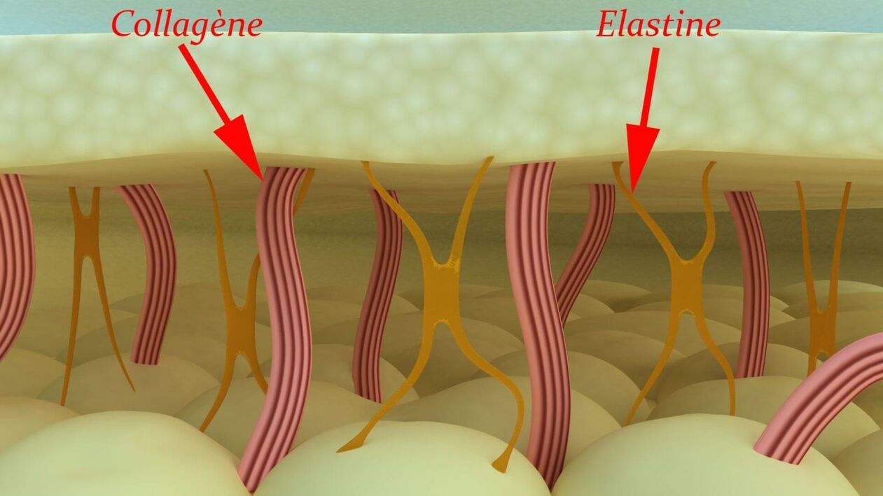 Kollageen ja elastiin – naha struktuursed valgud